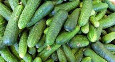 Nejlepší odrůdy okurek pro střední rusko