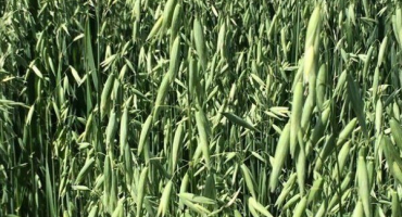 Nejlepší odrůdy ovsa a jejich vlastnosti