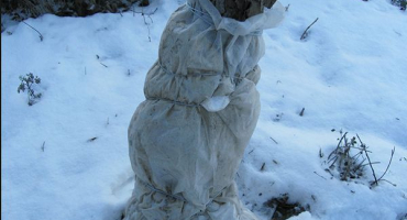 Nejlepší odrůdy broskví pro pěstování ve středním rusku, výsadbu a péči