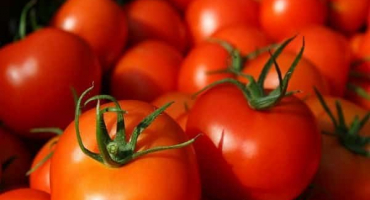 Nejlepší odrůdy rajčat pro otevřenou půdu v ​​bashkiria