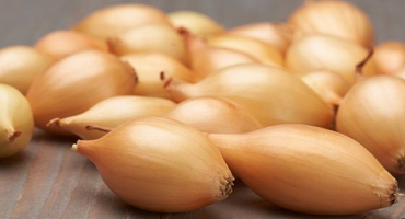 Nejlepší odrůdy cibule