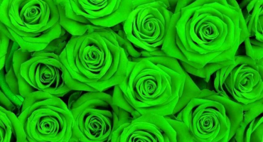 Nejlepší odrůdy zelených růží, pravidla pěstování a péče, kombinace