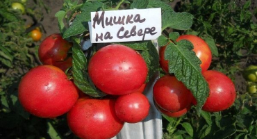 Nejlepší odrůdy samosprašných semen rajčat pro skleník a otevřené pole