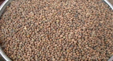 Nejlepší odrůdy semen bílého zelí s názvy