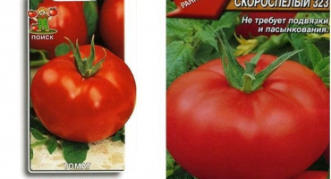 Nejlepší odrůdy semen rajčat pro otevřenou půdu v oblasti rostov