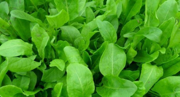 Jak pěstovat šťovík doma na parapetu ze semen a oddenků, příprava sadebního materiálu a péče o plodiny