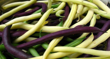 Nejlepší odrůdy chřestových fazolí. Fotografie a vlastnosti