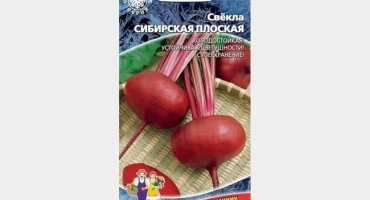 Nejlepší odrůdy řepy pro pěstování a skladování na sibiři