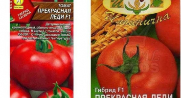 Nejlepší odrůdy rajčat pro otevřené prostranství a skleníky v udmurtii