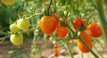 Nejlepší odrůdy rajčat pro otevřenou půdu v ​​regionu nižnij novgorod