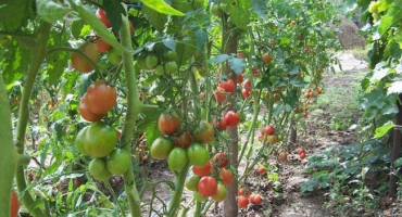 Nejlepší odrůdy rajčat pro polykarbonátový skleník v moskevské oblasti