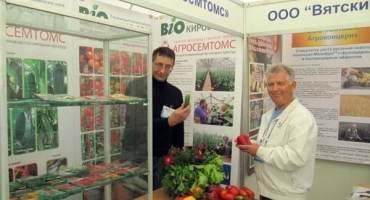 Nejlepší odrůdy rajčat výběru kirov pro skleníky a otevřené prostranství