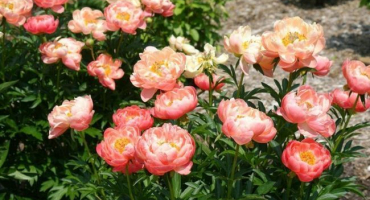 Nejlepší odrůdy bylinných pivoněk, výsadba a péče na otevřeném poli