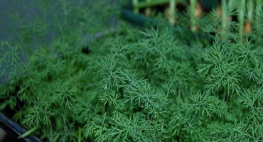 Nejlepší odrůdy kopru pro výsadbu před zimou v leningradské oblasti