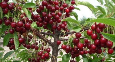 Nejlepší odrůdy třešní pro střední rusko, samosprašné, rané a podměrečné