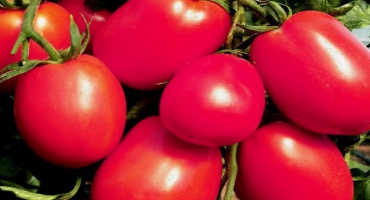 Nejlepší odrůdy vysokých rajčat pro otevřenou půdu a kultivační vlastnosti