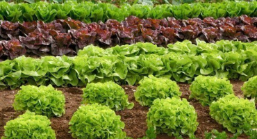 Nejlepší druhy a odrůdy salátů