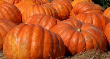 Nejlepší zlaté recepty na zimní přípravu dýně doma