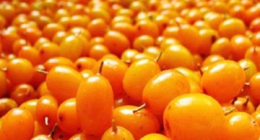 Nejlepší recept na kompot z cukety a rakytníku na zimu