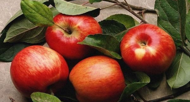 Nejlepší recept na přípravu jablečného džemu s citronem na zimu