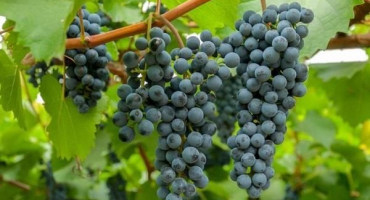 Nejlepší recept na domácí výrobu vína z divokých hroznů