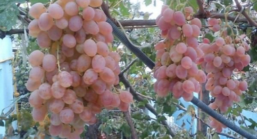 Nejlepší recept na domácí výrobu vína z hroznů taifi