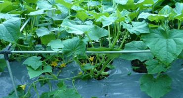 Nejlepší způsob, jak pěstovat okurky na filmu bez plevele a kopce