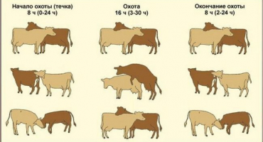 Nejlepší věk pro připouštění krav a možné problémy s inseminací