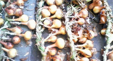 Cibule potěšila - odrůda nezklamala