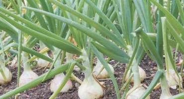 Shetanová cibule: popis a tipy pro pěstování