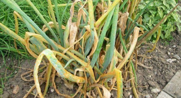 Cibule žloutne a hnije: příčiny a řešení problému