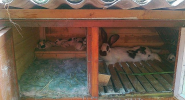 Postel pro králíky: jaké to jsou, velikosti + příklad výroby