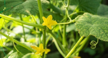 Opatření pro žloutnutí okurek ve skleníku