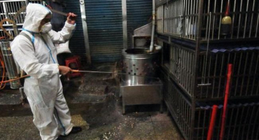 Metody a přípravky dezinfekce kurníku