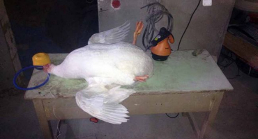 Domácí metody škubání pro husy