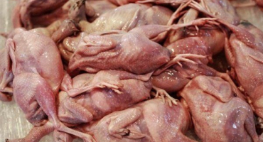 Způsoby porážky a řezání křepelek