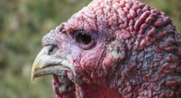 Metronidazol pro krůty - pravidla pro použití