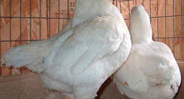 Cornish masné plemeno