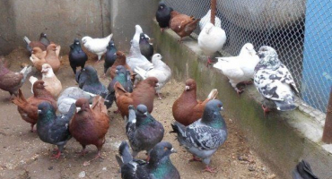 Masní holubi: plemena a vlastnosti údržby