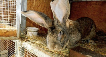 Masná plemena králíků: kritéria výběru a odrůdy