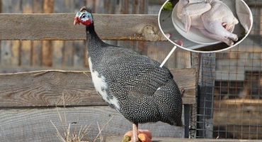 Maso z perliček je zdravý dietní produkt pro přípravu originálních pokrmů