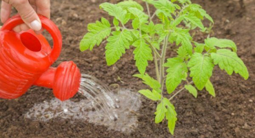 Močovina pro krmení rajčat