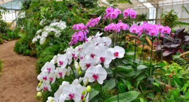 Mech pro pěstování orchidejí - jaké funkce plní