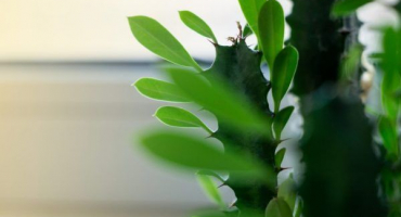 Indoor spurge - vlastnosti pěstování