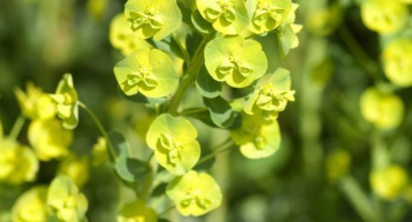 Euphorbia multiflorous - hlavní dekorace zahrady