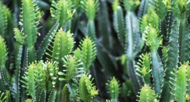 Pryšec trojboký - tajemství úspěšného pěstování