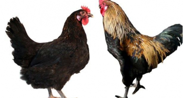 Moskevská černá kuřata