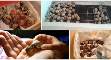 Je možné vyjmout křepelky ze skladových vajec a dále o ně pečovat