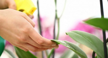 Mealybug na orchideji - důvody pro vzhled a metody boje
