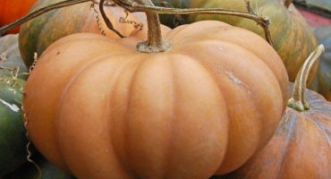 Máslová dýně je nejsladší dýně se zvláštní chutí